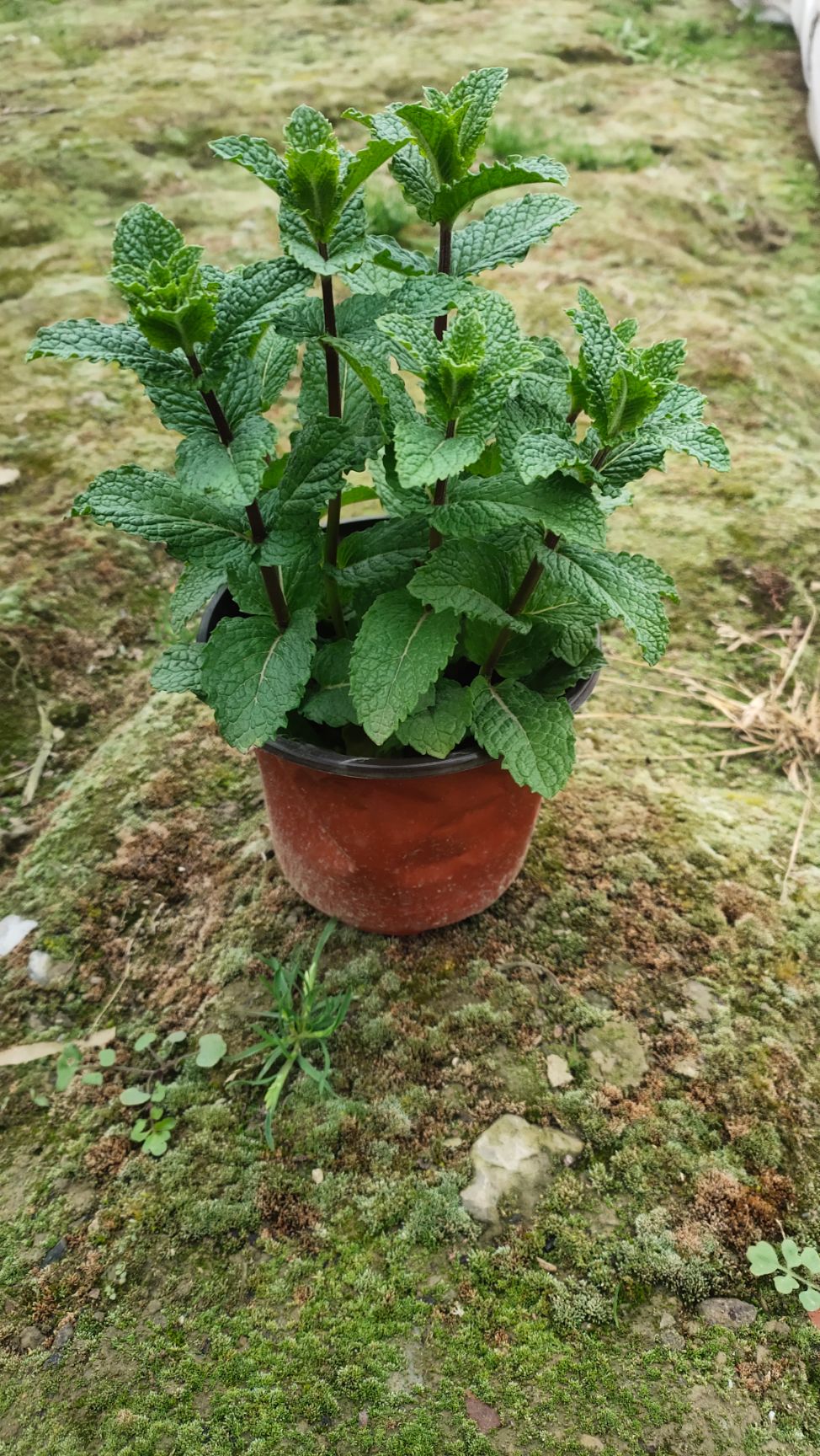 中藥材薄荷 薄荷，草本植物，可以食用