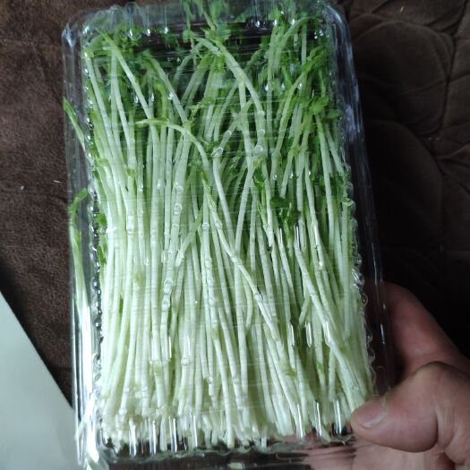 合肥绿色有机芽苗菜豌豆苗