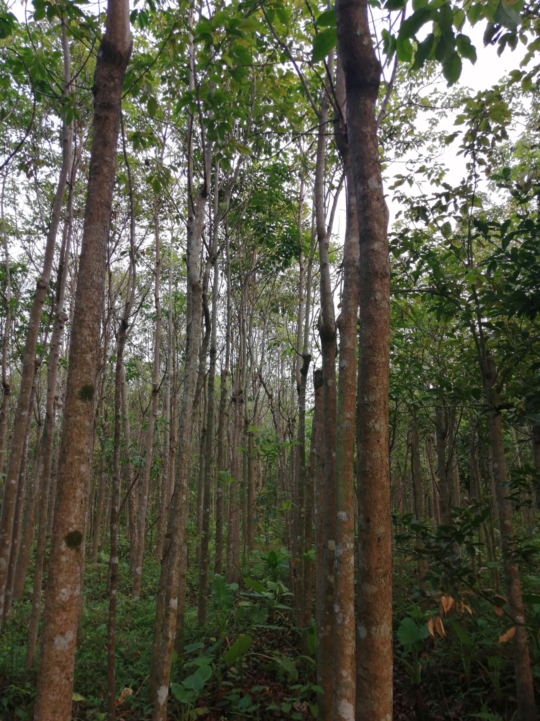  急需出售大量秋枫树！！！