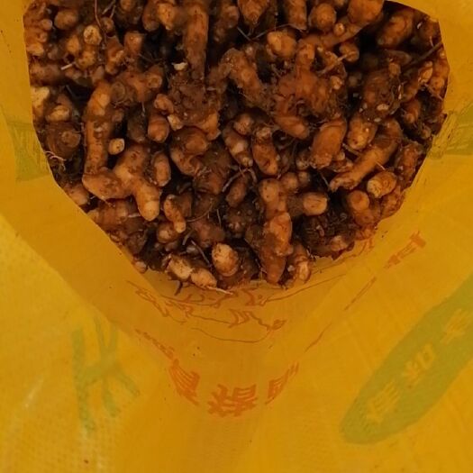 江口县 自己家种的姜黄
