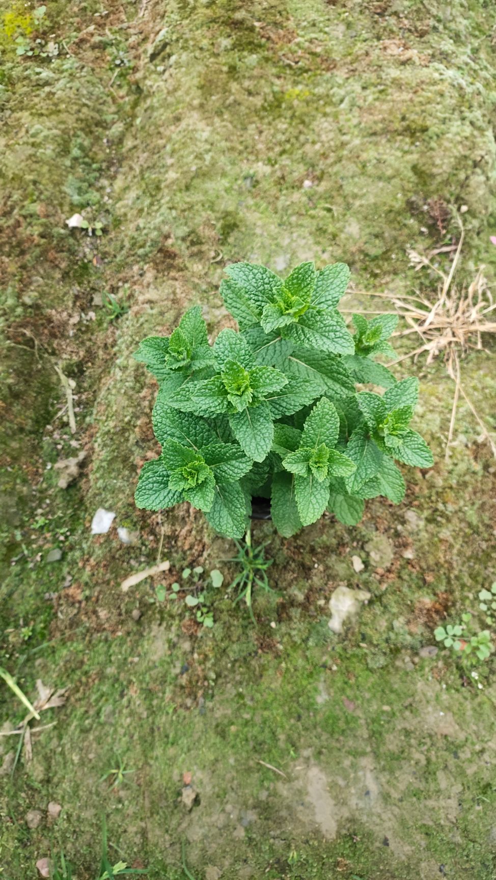 中藥材薄荷 薄荷，草本植物，可以食用