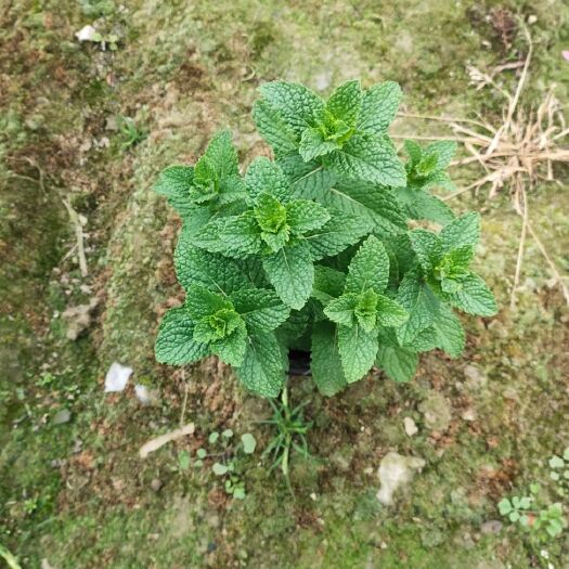 彭州市中药材薄荷 薄荷，草本植物，可以食用
