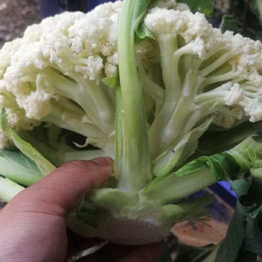 建瓯市白花菜花  小米青梗松花菜