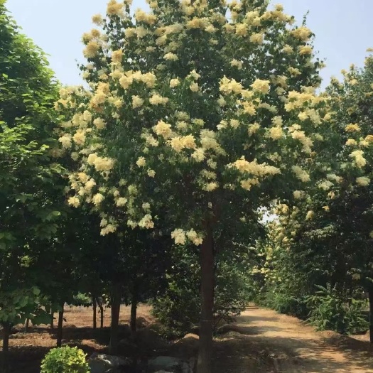 郓城县暴马丁香