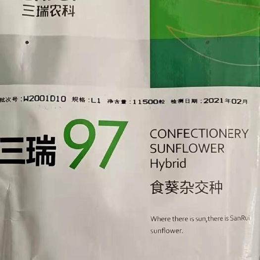 赤峰向日葵种子  三瑞97