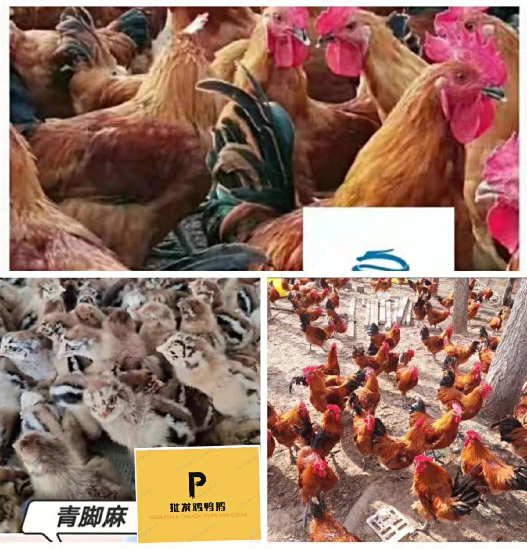 K9鸡苗 k9，良风花，黄麻，红玉380，小麻，胡须。