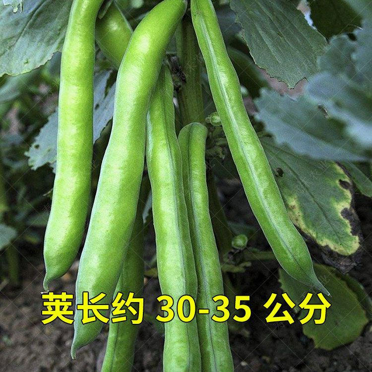 北斗七星蚕豆种子早熟高产耐寒四季种植蚕豆种子胡豆种子秋冬蔬菜