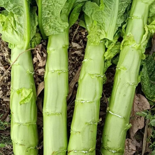 绵阳三青莴笋 三清莴苣