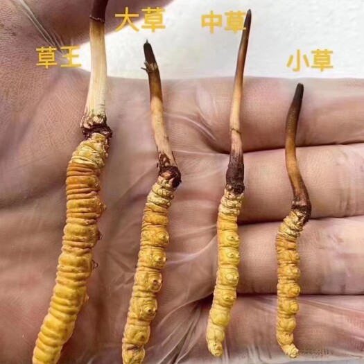 西藏新鲜冬虫夏草