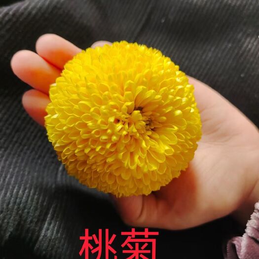 贡菊苗大版菊苗陶菊苗金丝皇菊苗