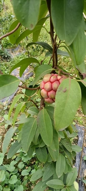 绵阳粉红黑老虎苗 黑虎果       布福娜    粉黑