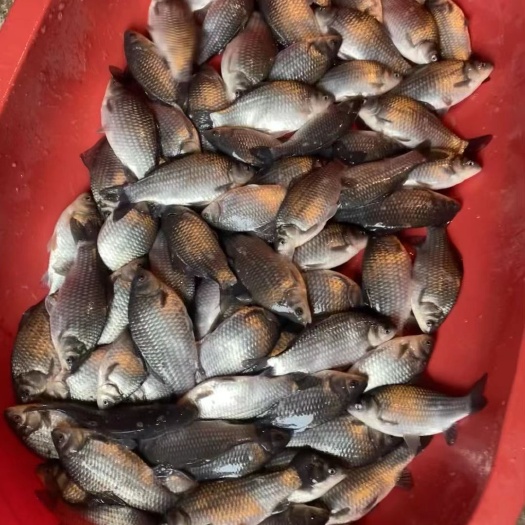 中科三号
鲫鱼苗质量好，一斤六七尾到十几尾都有，欢迎老板咨询