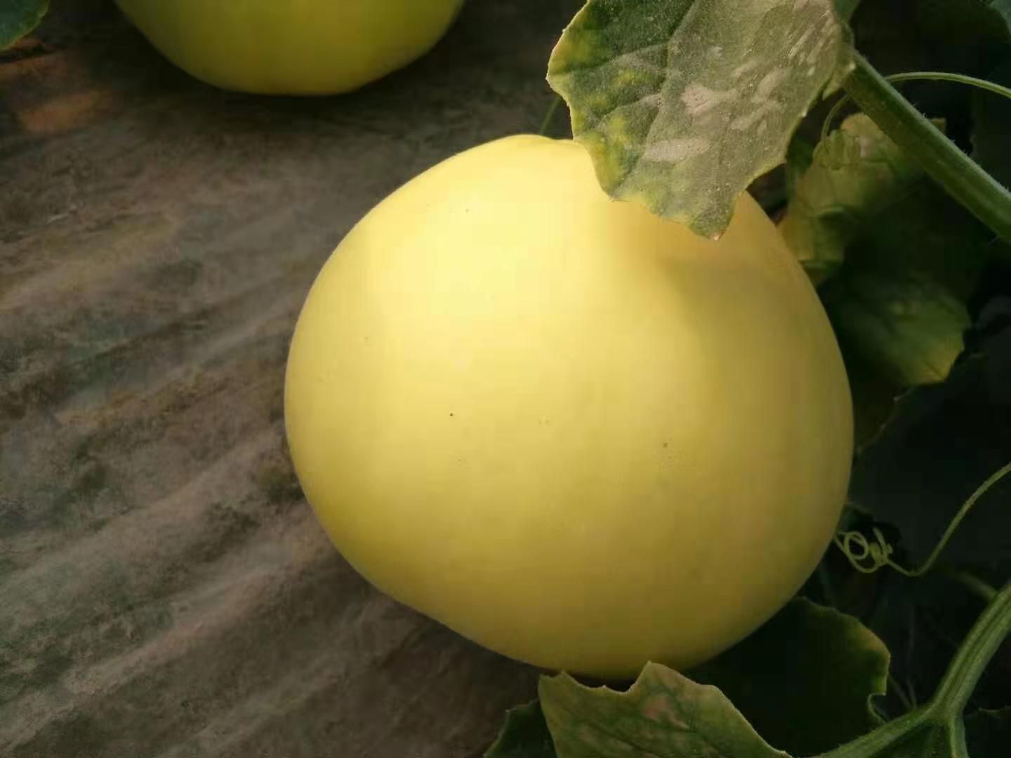 星甜甜瓜  甜瓜，山东费县万亩甜瓜种植基地