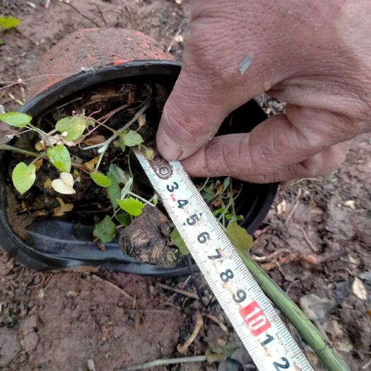 重庆市无刺蔷薇 无刺蔷薇 1.5米到1.9米
