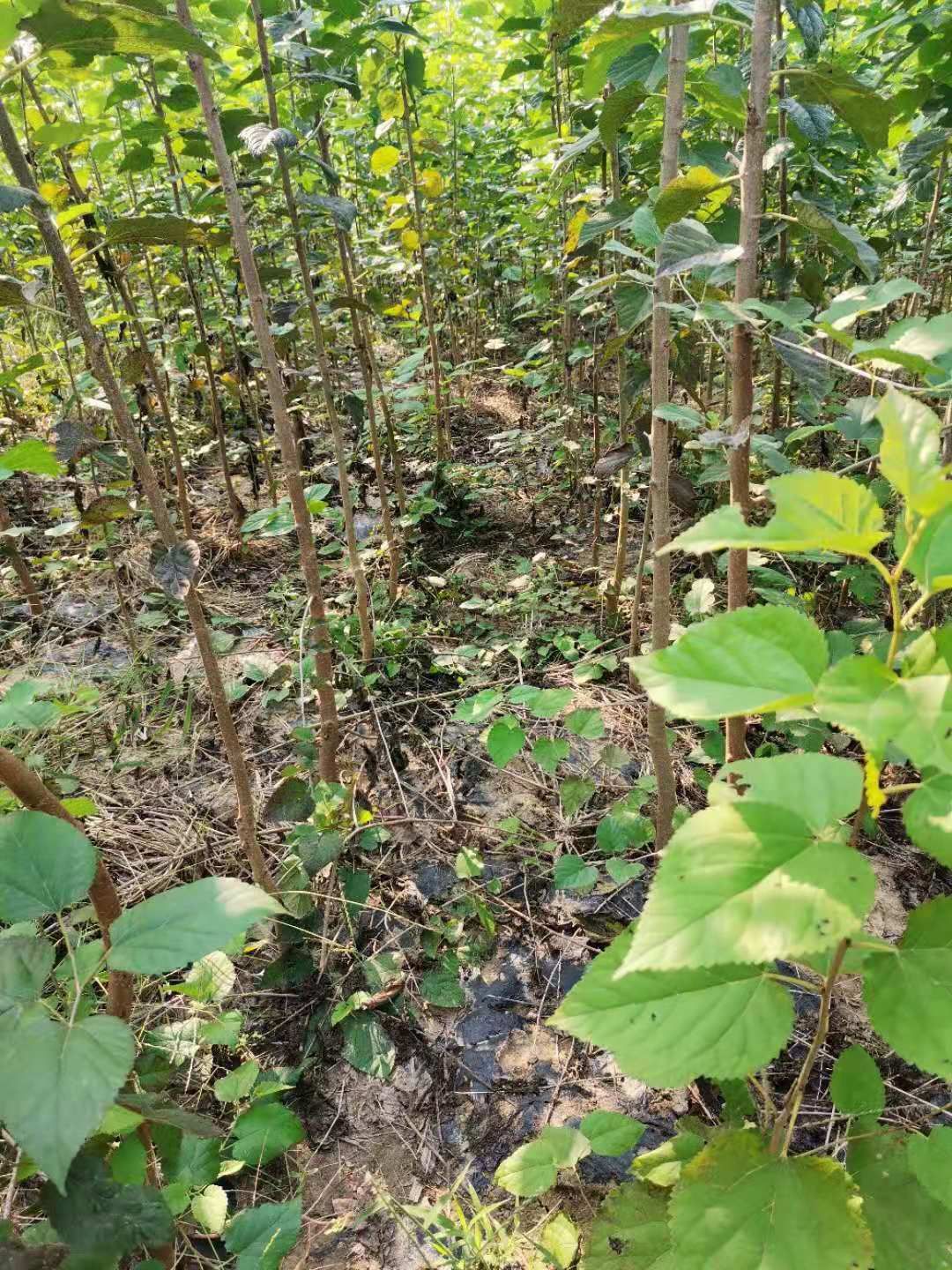 大叶桑苗  蚕桑苗