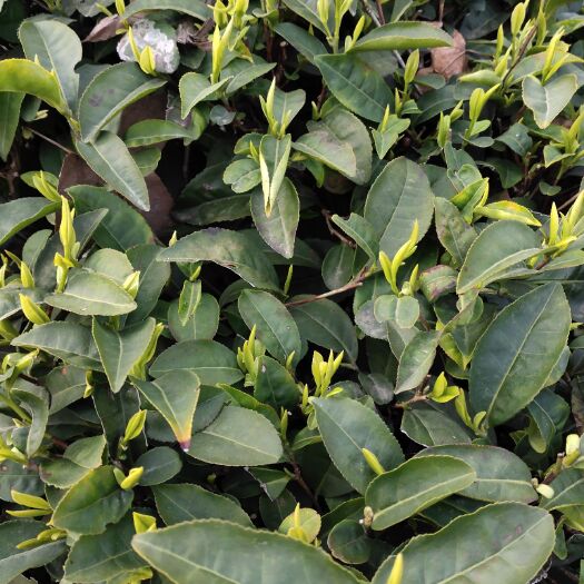 孝昌县龙井茶 青茶龙井