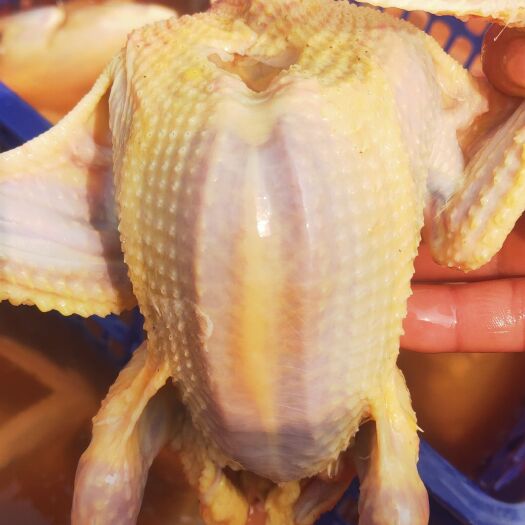 莘县白条鸽  新鲜乳鸽