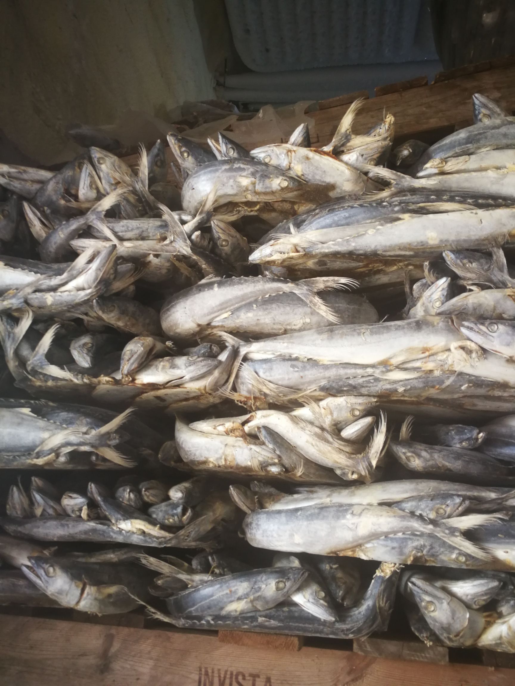 燕鲅 中号冻拔鱼