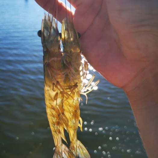 湛江 35-70只/斤的南美白对虾湛江原产地塘口直供活虾水车/运输