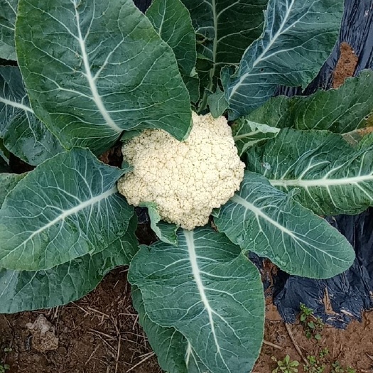 南充 花菜