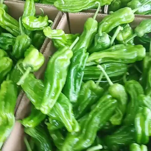 兰陵县 芜湖椒，薄皮椒，