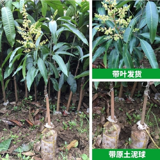 灵山县四季芒果苗  金煌苗凯特芒果苗台农红贵妃芒果苗澳芒苗金兴芒果