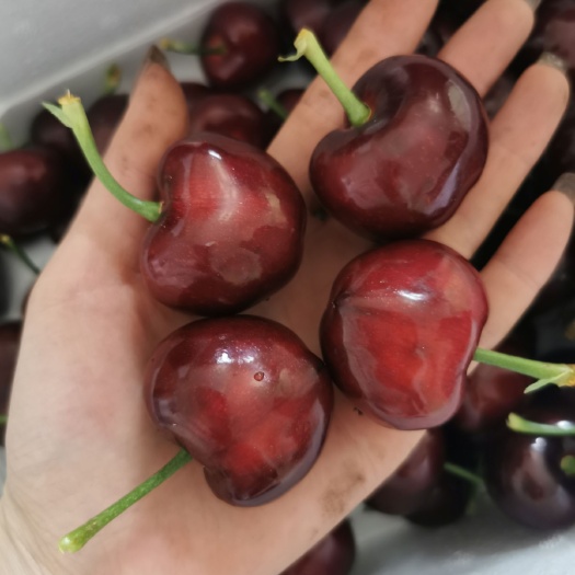 瓦房店市美早樱桃 大连美早大樱桃