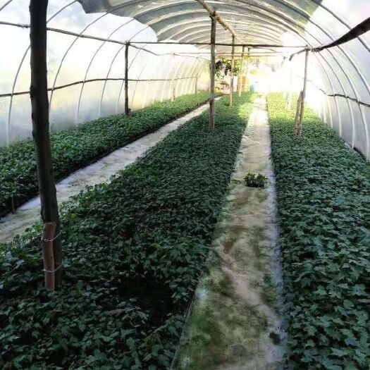 灵山县 本人有大青木瓜苗，有需要种植的老板请联系我。
