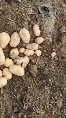 鹤山市黄心土豆 新鲜15 号土豆