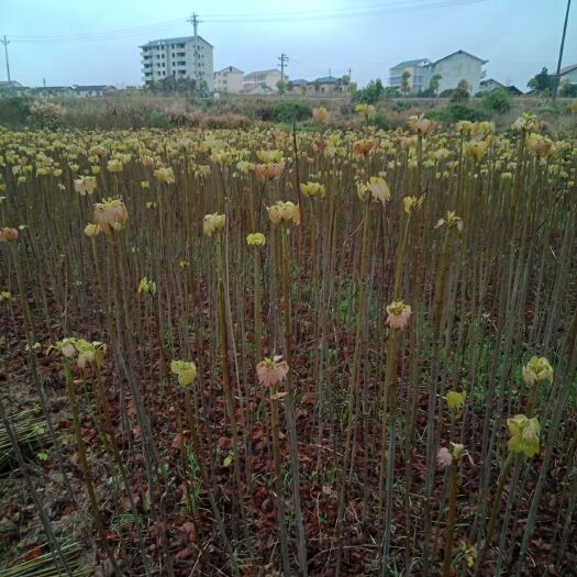 靖州县天竺葵  大量批发名种规格桐油苗