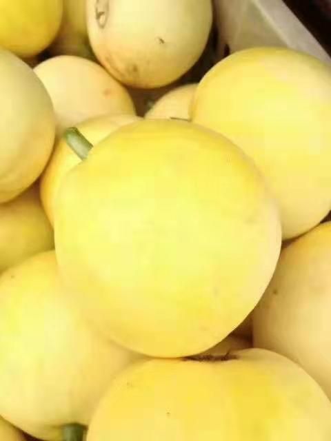 星甜甜瓜  甜瓜，山东费县万亩甜瓜种植基地