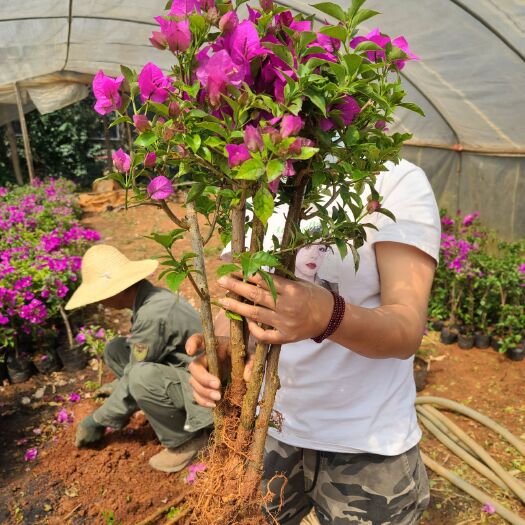 宜良县 大量批发杆子高度四十分的云南紫三角梅