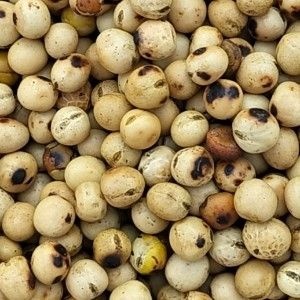 秦皇岛大豆 炒黄豆