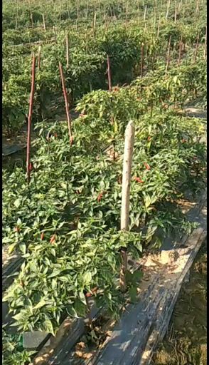 线椒  大量辣椒上市。要的老板可以来地里看货。信的过的老板可以直接下