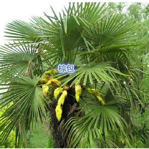  棕榈树花棕包米棕树贵州本地露天种植