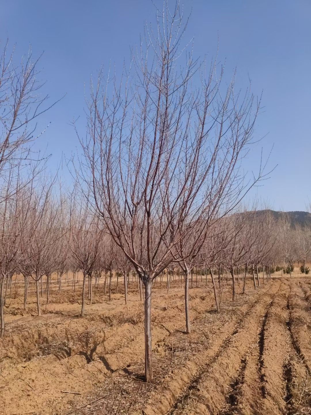 红叶碧桃  供应 京桃树 桃花行道树 规格全 东北红花碧桃小苗 量大优惠