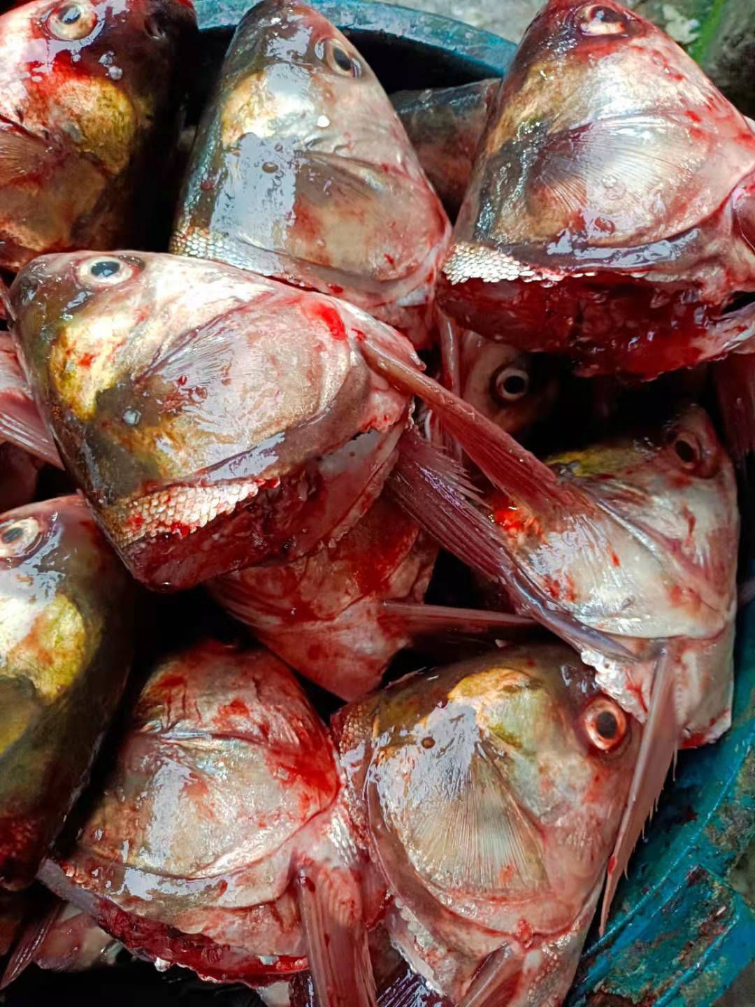 长期供应新鲜白鲢鱼头，一手货源欢迎选购