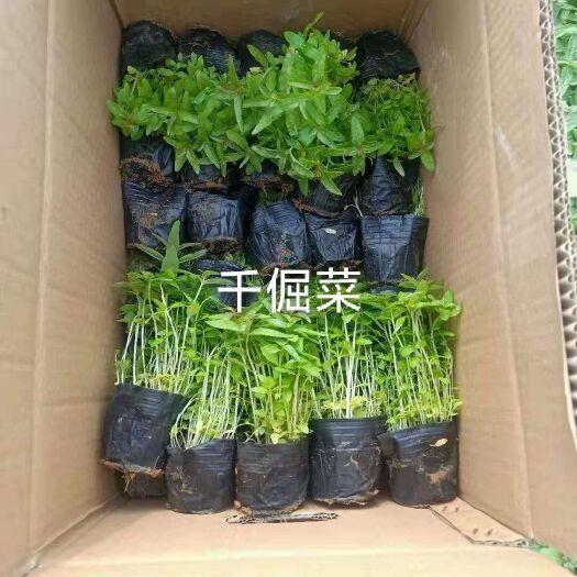 重庆市千屈菜自己抢     给钱就卖