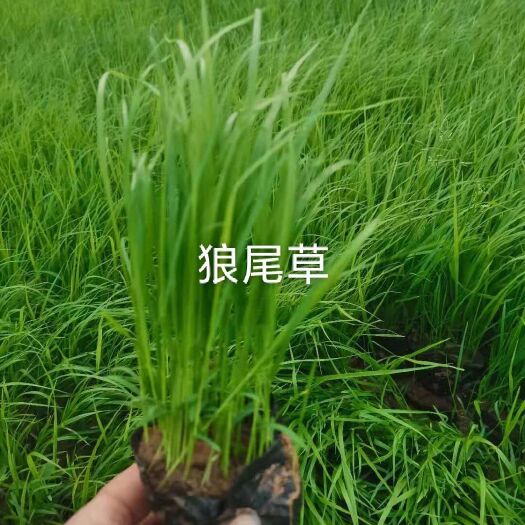 重庆市狼尾草 小兔子尾草只要1毛买完截止