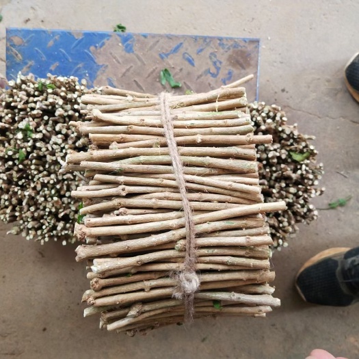 横州市重瓣茉莉  茉莉花枝茉莉花枝条现剪发货中，限量供应哦