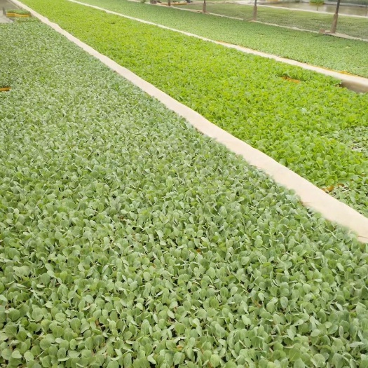 通海县 大白菜苗