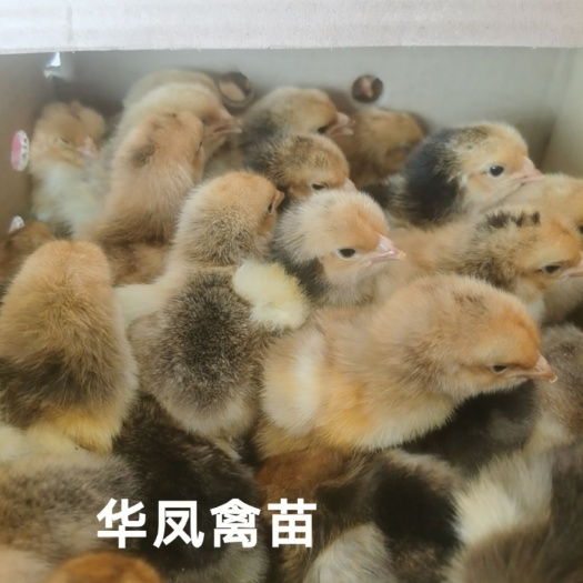 南宁K9鸡苗  厂家直销纯种K9882鸡苗K901公苗