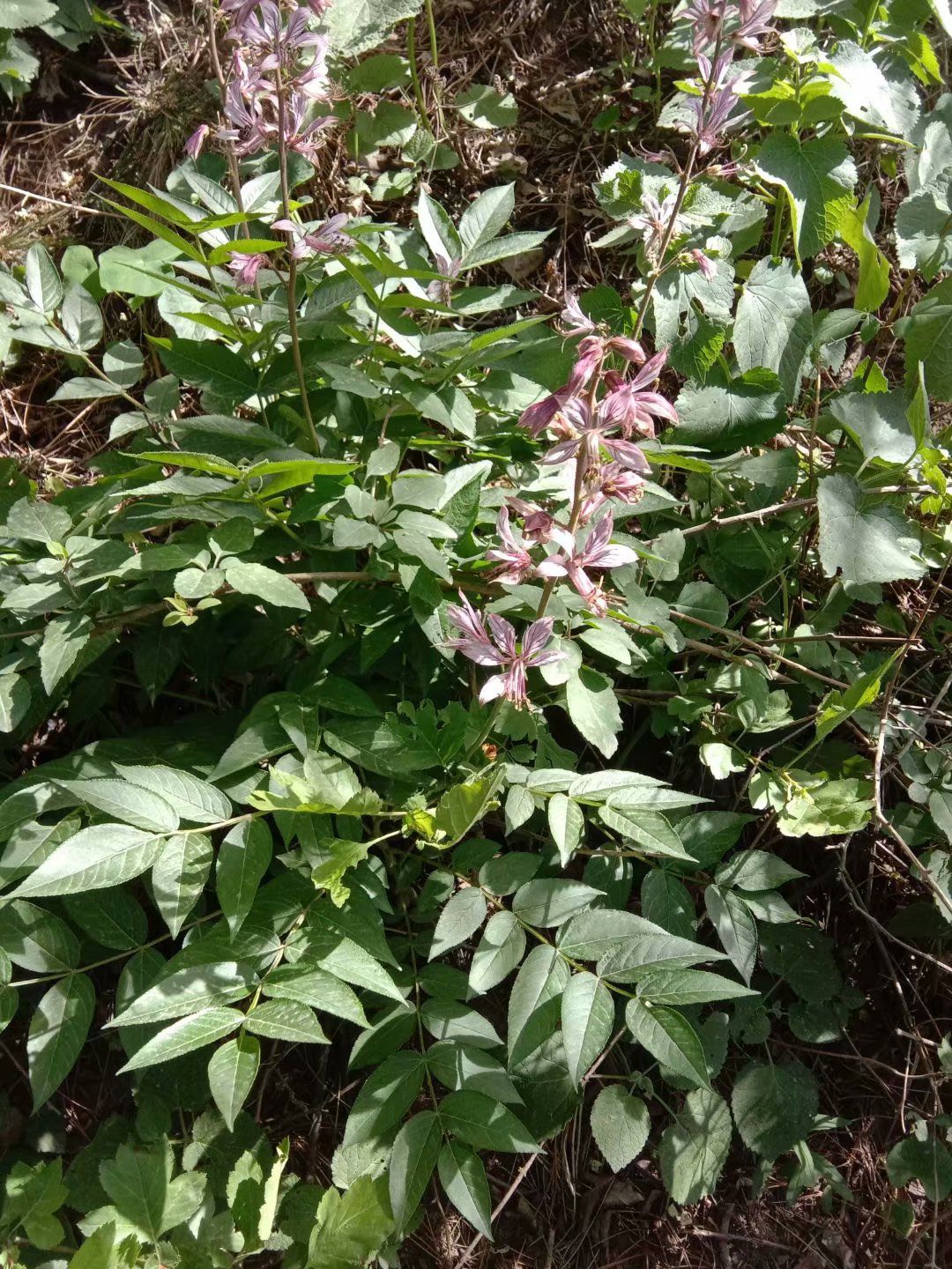 白鲜皮，八股牛，羊膻草