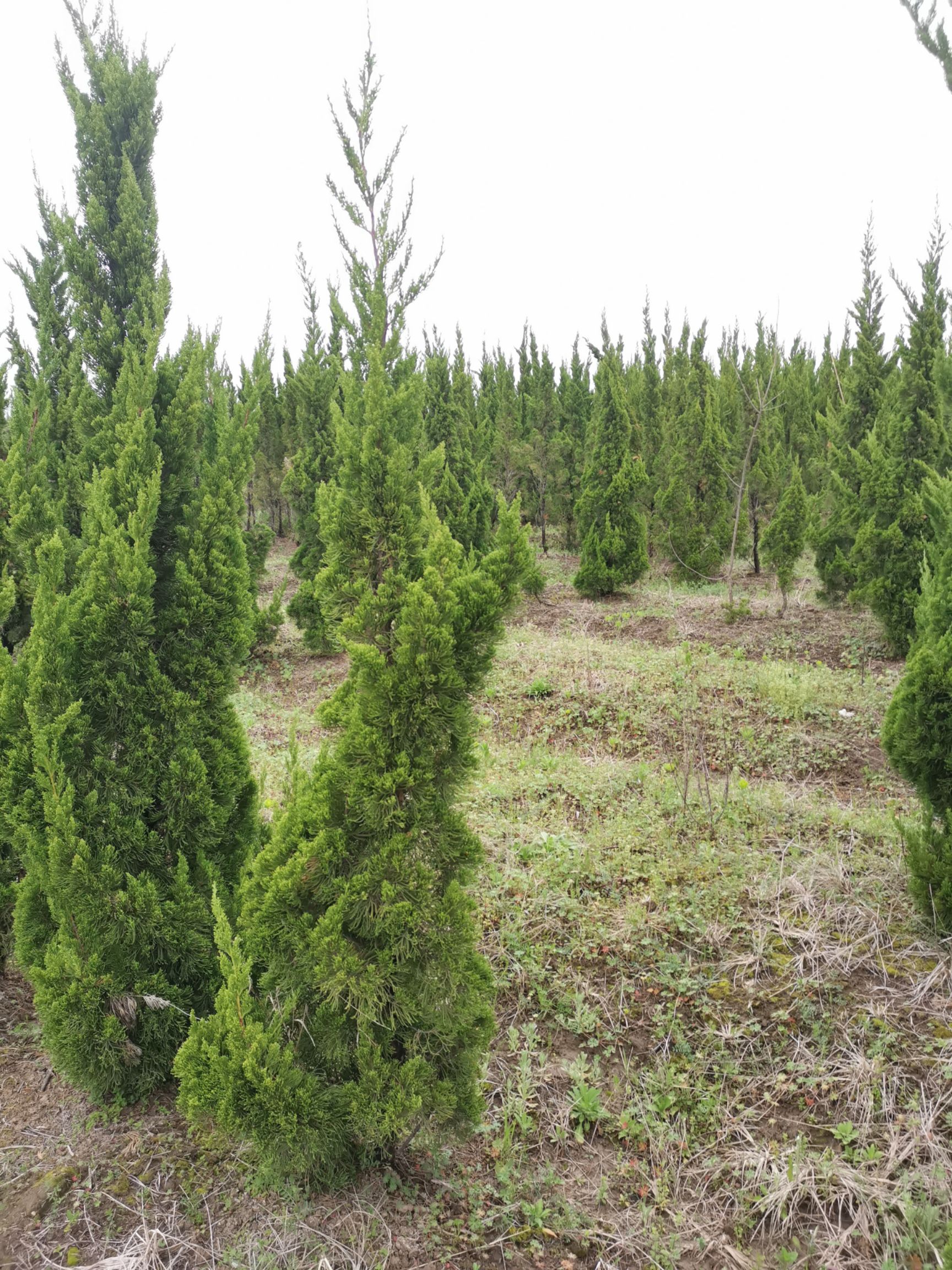 大龙柏  龙柏（1米—3.5米）大量供应