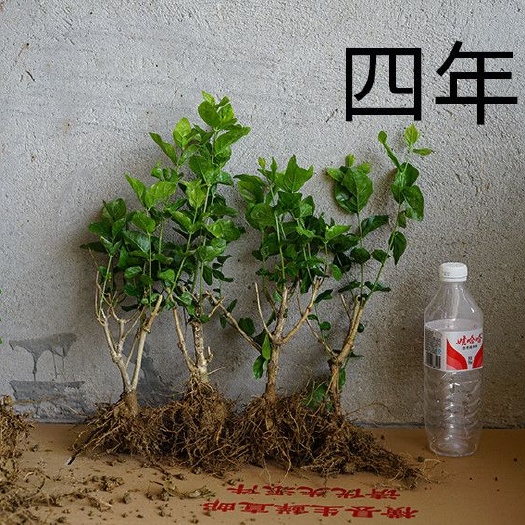 横州市重瓣茉莉  广西茉莉花苗四年大苗大量供应中