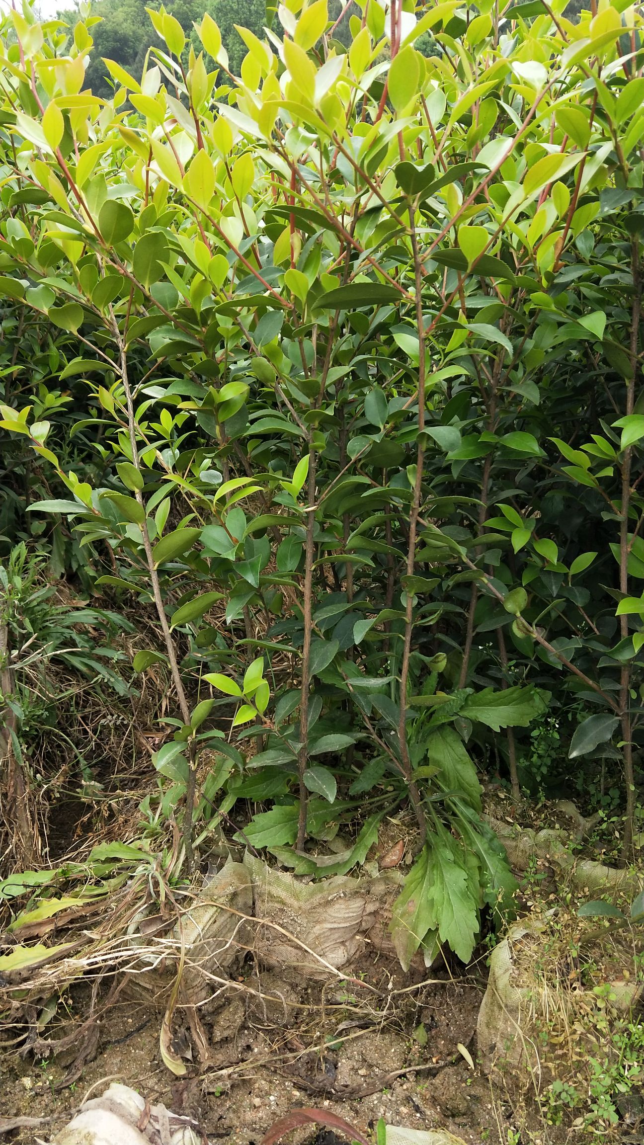 油茶树苗  二年生大杯高产嫁接油茶苗，基地直供，质量有保证。