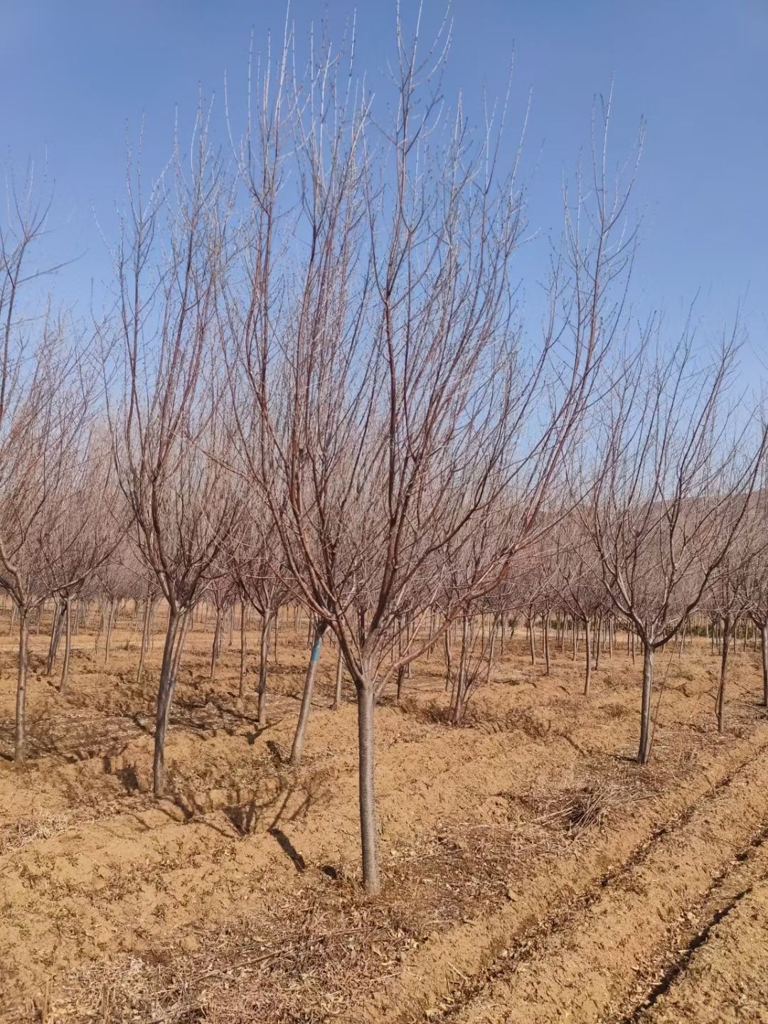 红叶碧桃  供应 京桃树 桃花行道树 规格全 东北红花碧桃小苗 量大优惠