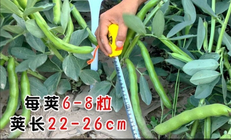 北斗七星蚕豆种子早熟高产耐寒四季种植蚕豆种子胡豆种子秋冬蔬菜