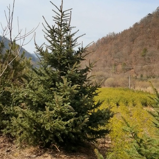 凤县青海云杉 云杉，50到6米云杉，战地货，工程苗。量大价优