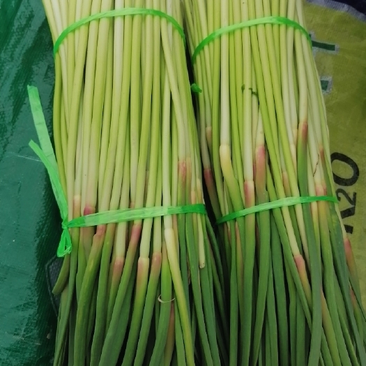  红帽一茬蒜苔
